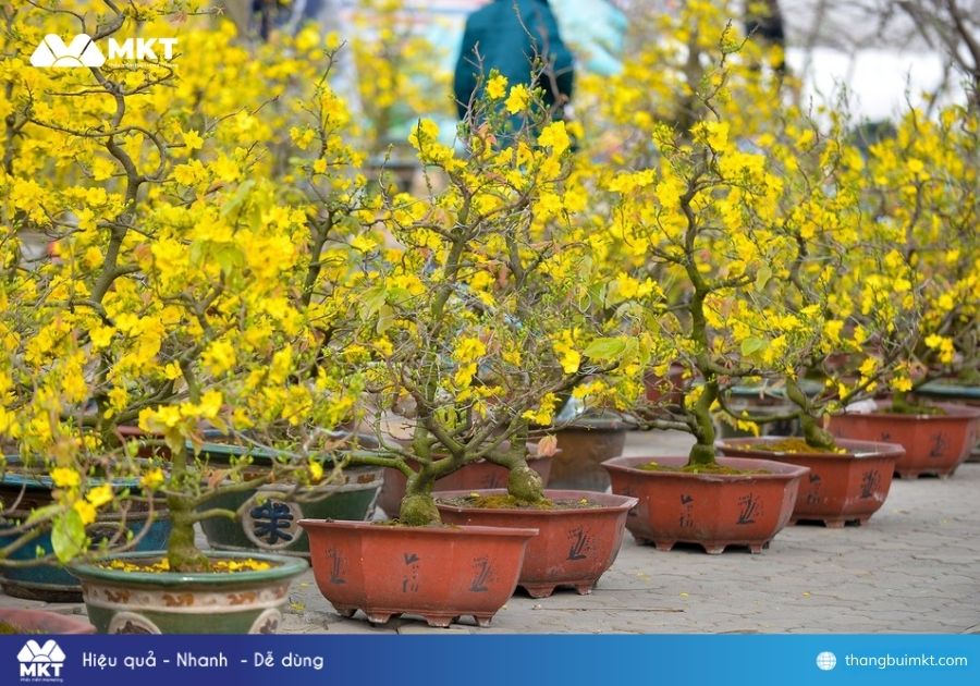 Mặt hàng bán Tết